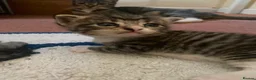 Mixed Breed cats for sale: X2 female tabby kittens in Basingstoke - Advert 8