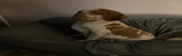 Bracco Italiano dogs for sale: Wonderful litter  - Advert 2