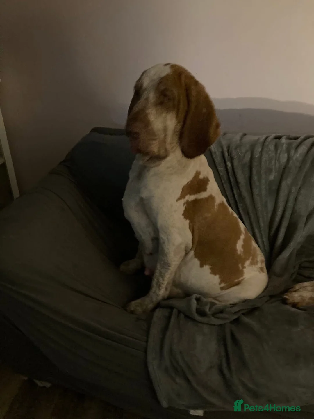 Bracco Italiano dogs for sale: Wonderful litter  - Advert 2