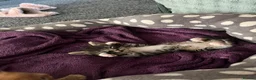 Mixed Breed cats for sale: 2 lovely raw fed kittens ready for a home in Doncaster - Advert 13