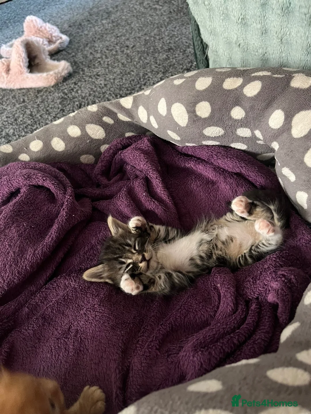 Mixed Breed cats for sale: 2 lovely raw fed kittens ready for a home in Doncaster - Advert 13