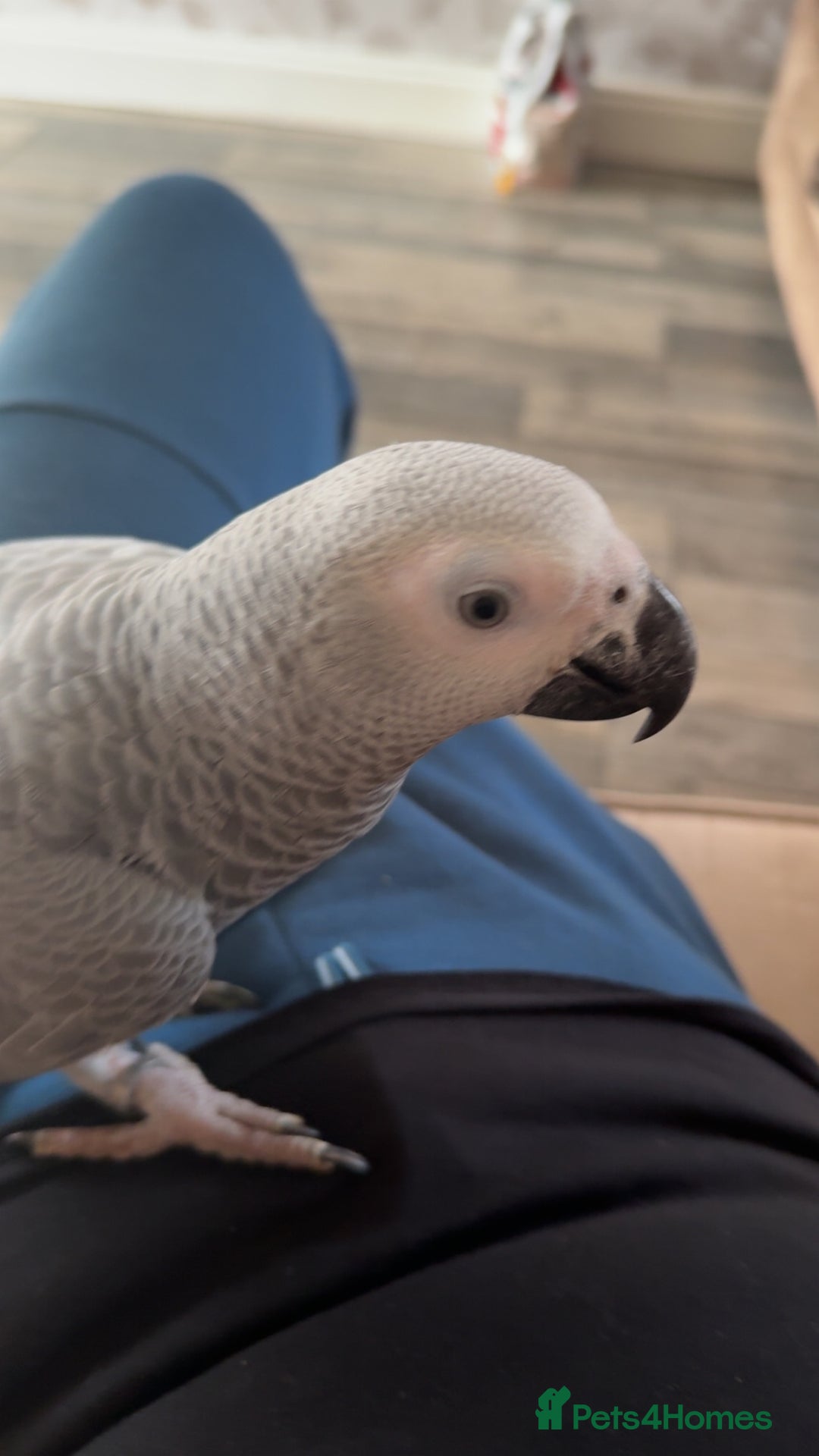 Parrots birds for sale: African grey male  - Image 2