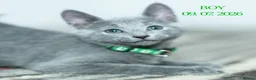 Russian Blue cats for sale: Adorable Russian Blue Kittens - Advert 3
