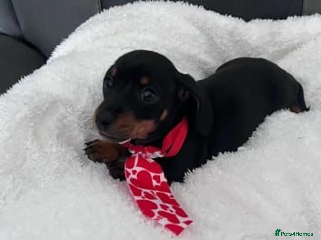 Miniature Dachshund dogs for sale: Adorable Miniature Dachshund Puppies - Advert 2