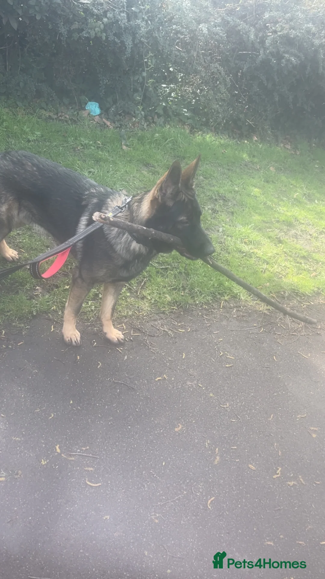 German Shepherd dogs for sale: Rex the German Shepherd  in Manchester - Advert 2