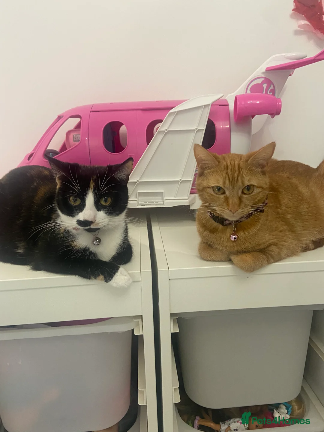 Mixed Breed cats for sale: 2 lovey friendly female  cats to be rehomed  - Advert 1