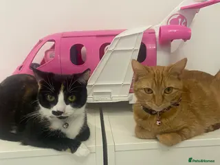 Mixed Breed cats 2 lovey friendly female cats to be rehomed - Advert 7