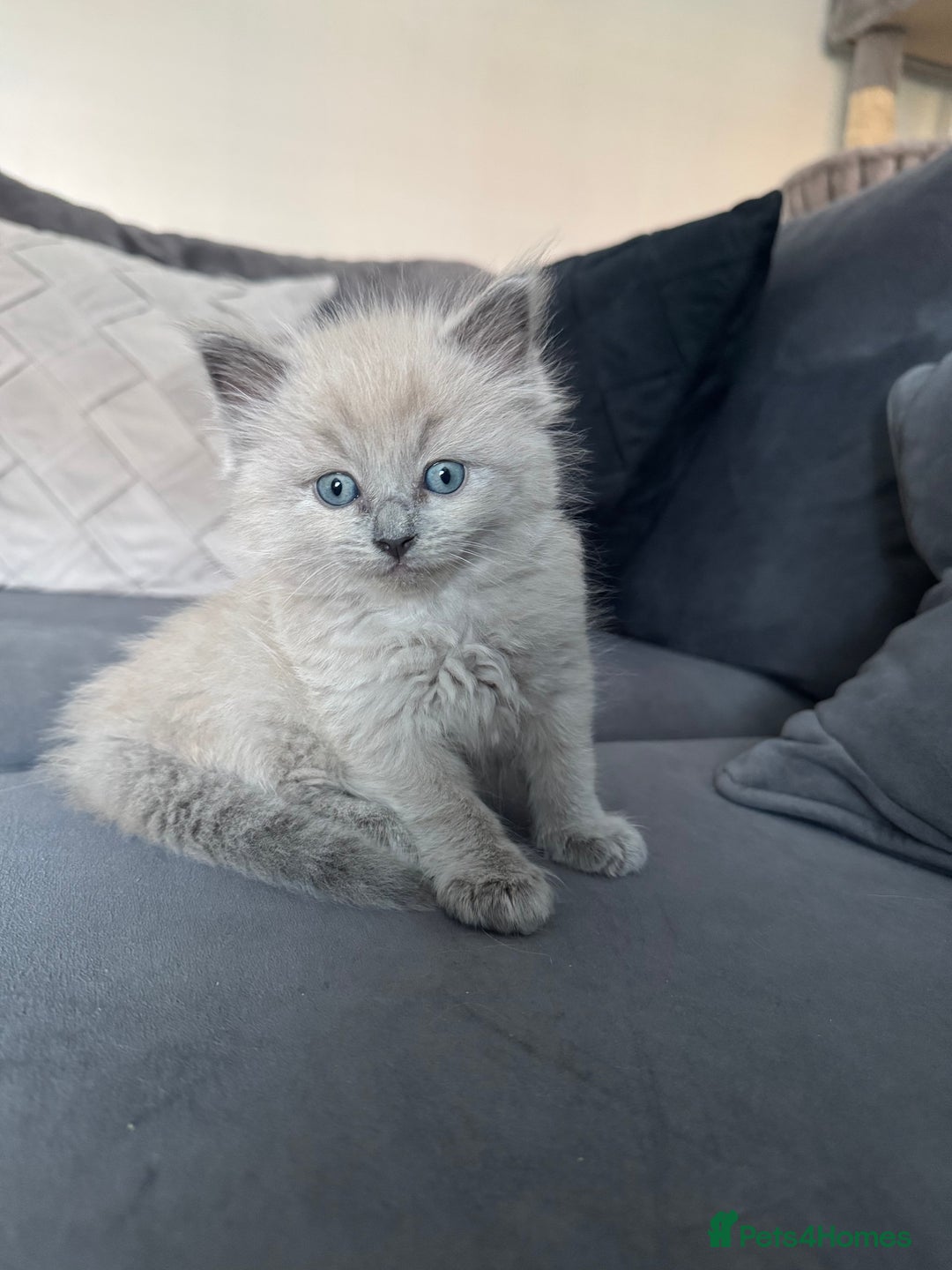 Ragdoll cats for sale: Stunning Female Seal Mink Ragdoll Kitten  - Image 11