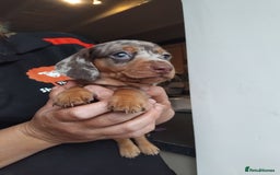 Miniature Dachshund dogs for sale: Miniature dashchund  - Image 9