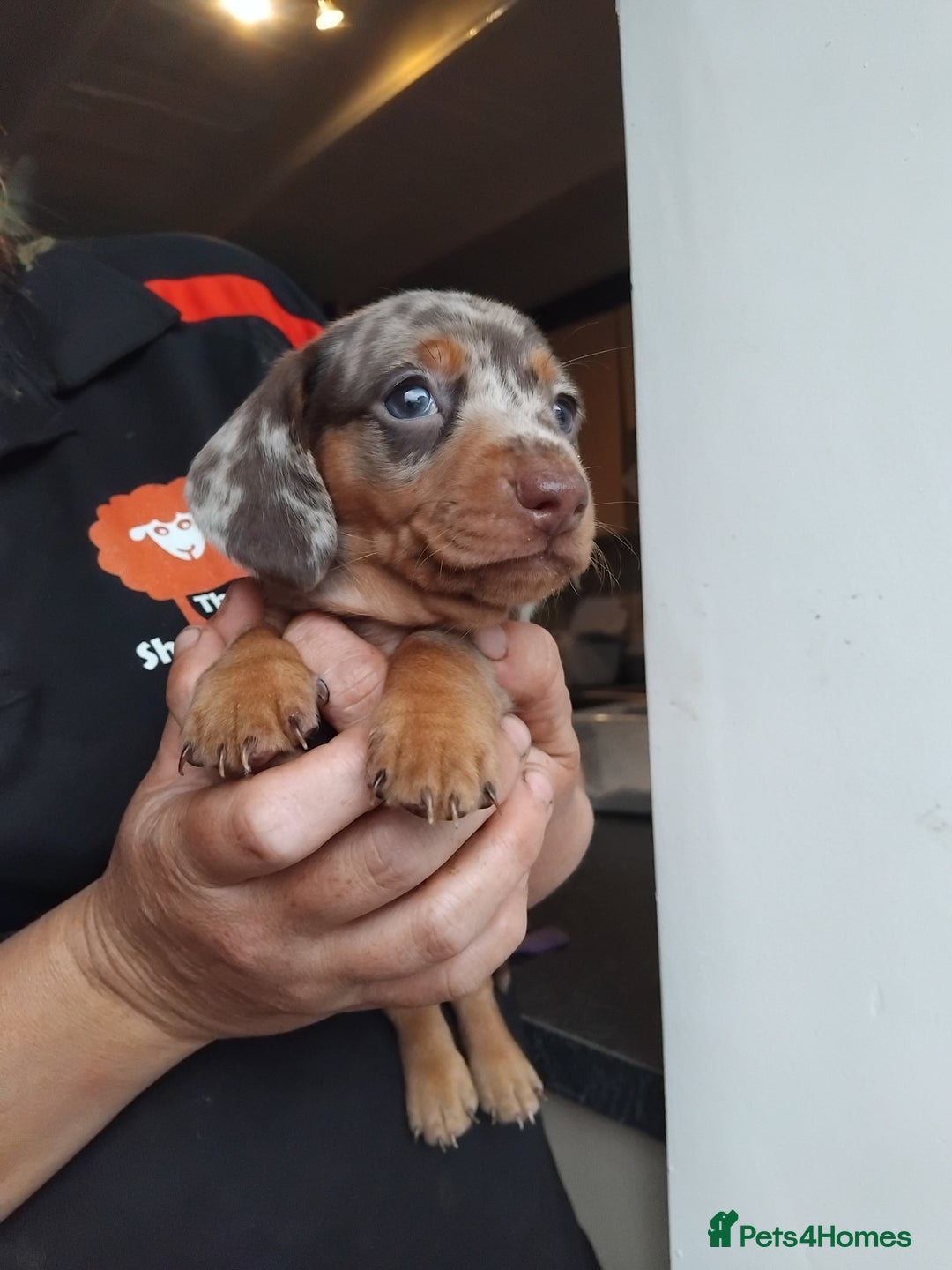 Miniature Dachshund dogs for sale: Miniature dashchund  - Image 9