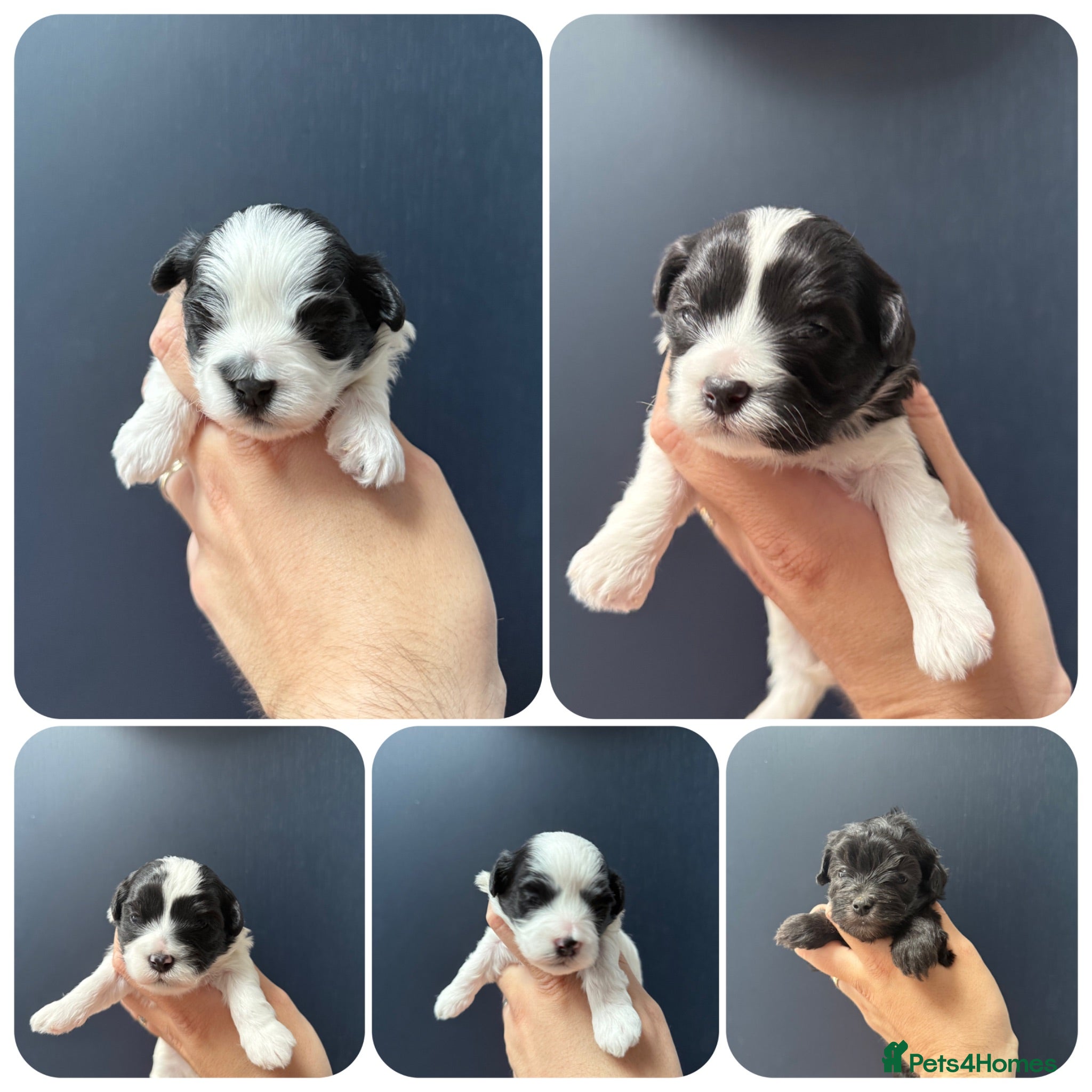 Maltipoo dogs 💎 OUTSTANDING TINY KOREAN MALTIPOOS 💎  - Advert 1