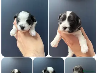 Maltipoo dogs 💎 OUTSTANDING TINY KOREAN MALTIPOOS 💎 - Advert 1