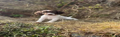 English Springer Spaniel 6