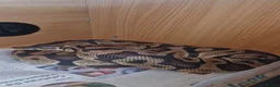 Python Snake reptiles for sale: Royal Python - Pastel  - Advert 3
