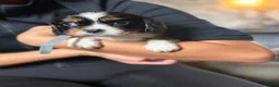 Cavalier King Charles Spaniel dogs for sale: KC registered King Charles cavaliers  - Advert 6