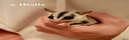Sugar Glider rodents for sale: Bonded Trio Female Sugar Gliders + Full Setup in London - Advert 7