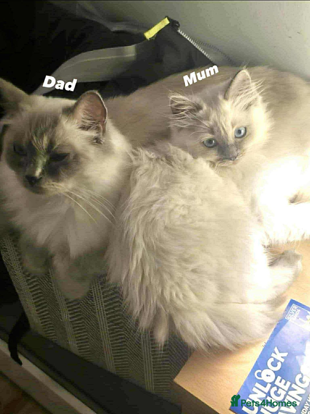Ragdoll cats for sale: Ragdoll Kittens - Image 6