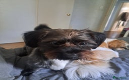 Mixed Breed dogs for stud: Dachshund x Shih Tzu for stud - Image 3