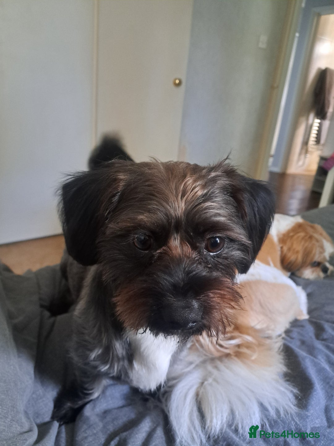 Mixed Breed dogs for stud: Dachshund x Shih Tzu for stud - Image 3