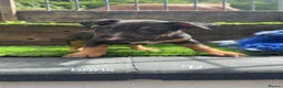 English Bull Terrier dogs for sale: 4 BEAUTIFUL ENGLISH BULLS - Advert 15