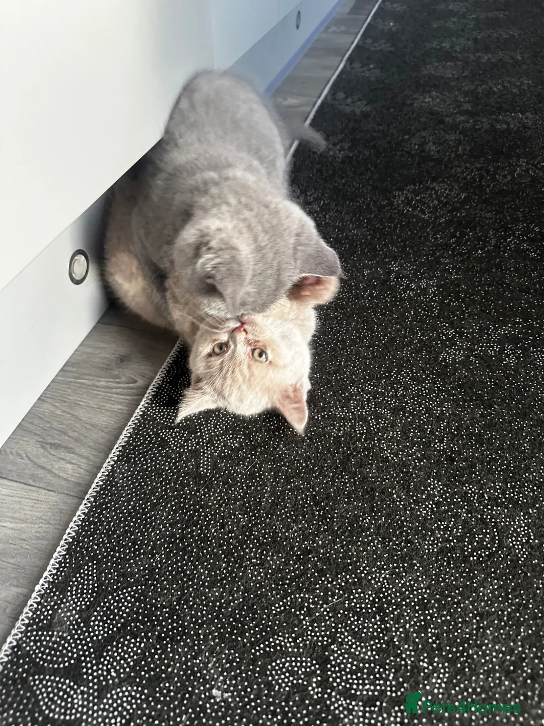 British Shorthair cats for sale: 2 cute kitties  - Advert 1