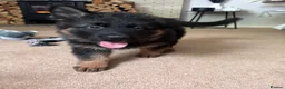 German Shepherd dogs for sale: KC REGISTERED, LONG HAIRED GERMAN SHEPHERD PUPPIES - Advert 7