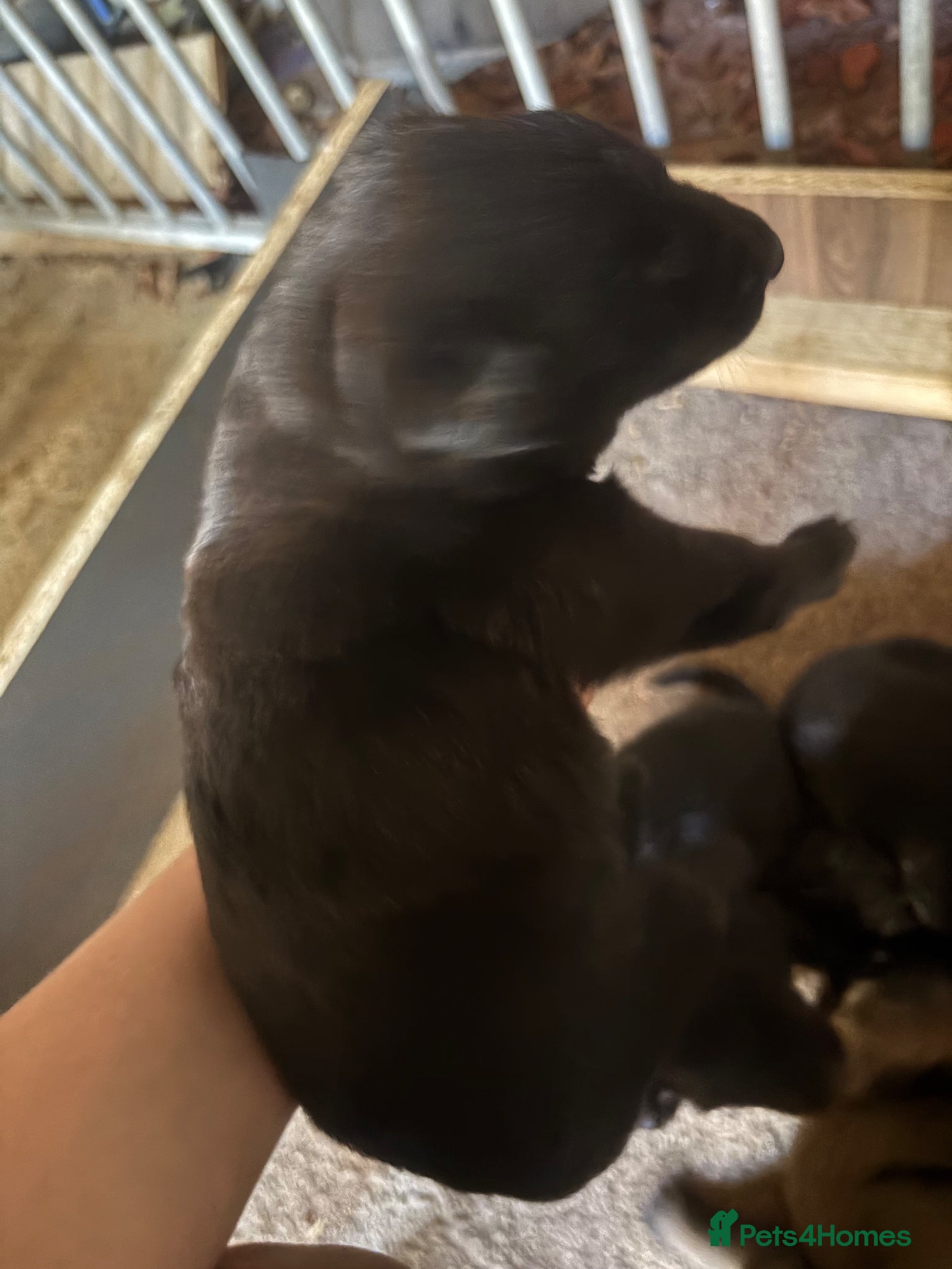Belgian Shepherd Dog dogs Belgian Malinois puppies - Advert 2