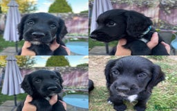 Cocker Spaniel dogs for sale: Working Cocker Spaniel puppies - Image 2