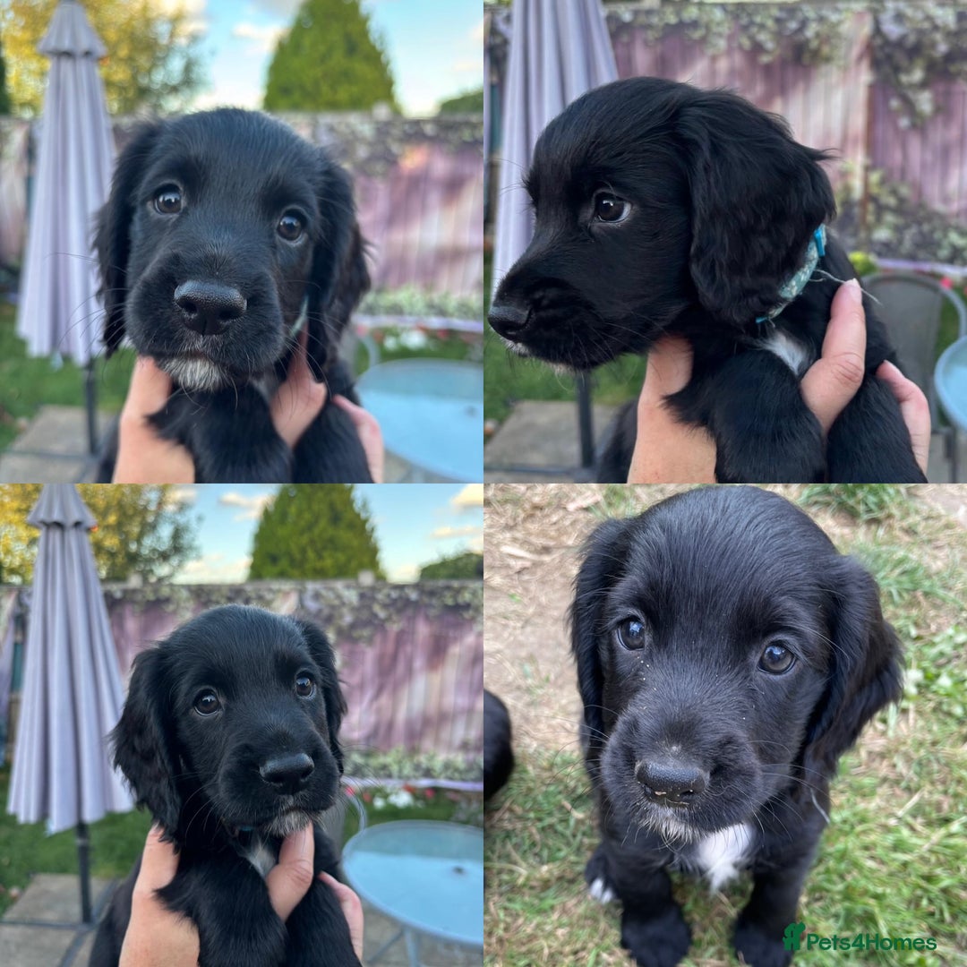 Cocker Spaniel dogs for sale: Working Cocker Spaniel puppies - Image 2