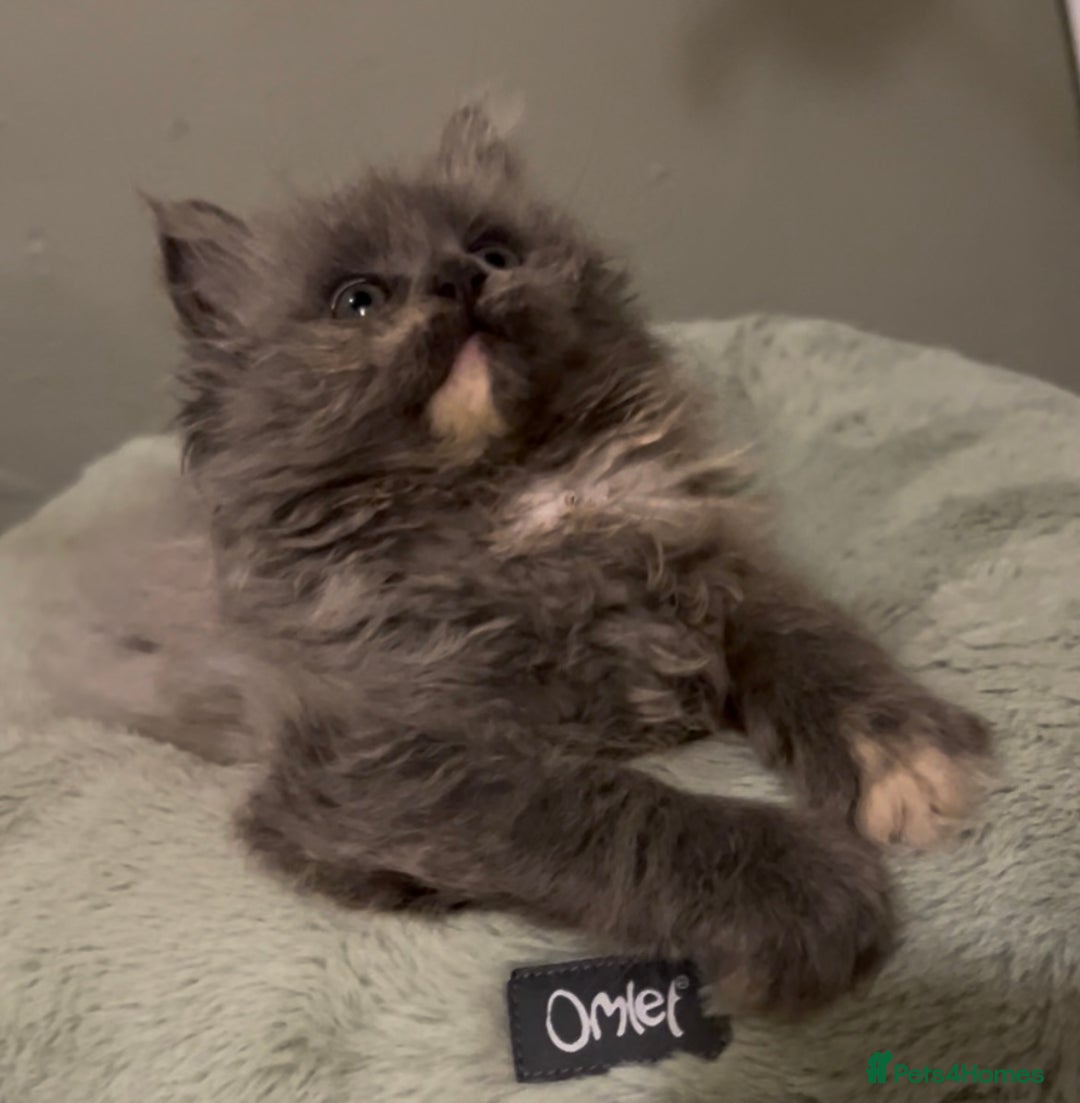 Maine Coon cats for sale: Maine Coon girl READY NOW - Advert 3