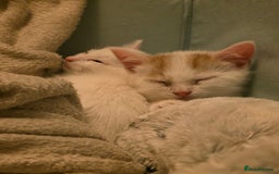 Domestic Shorthair cats for sale: 5 Super Sweet Kittens  - Image 2