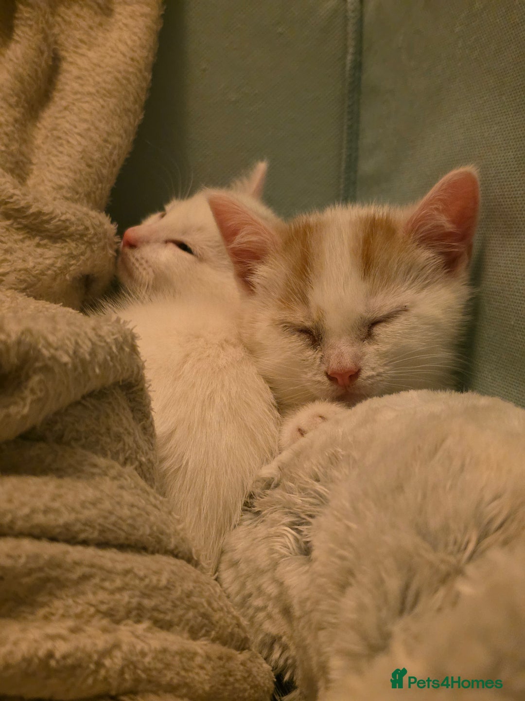 Domestic Shorthair cats for sale: 5 Super Sweet Kittens  - Image 2