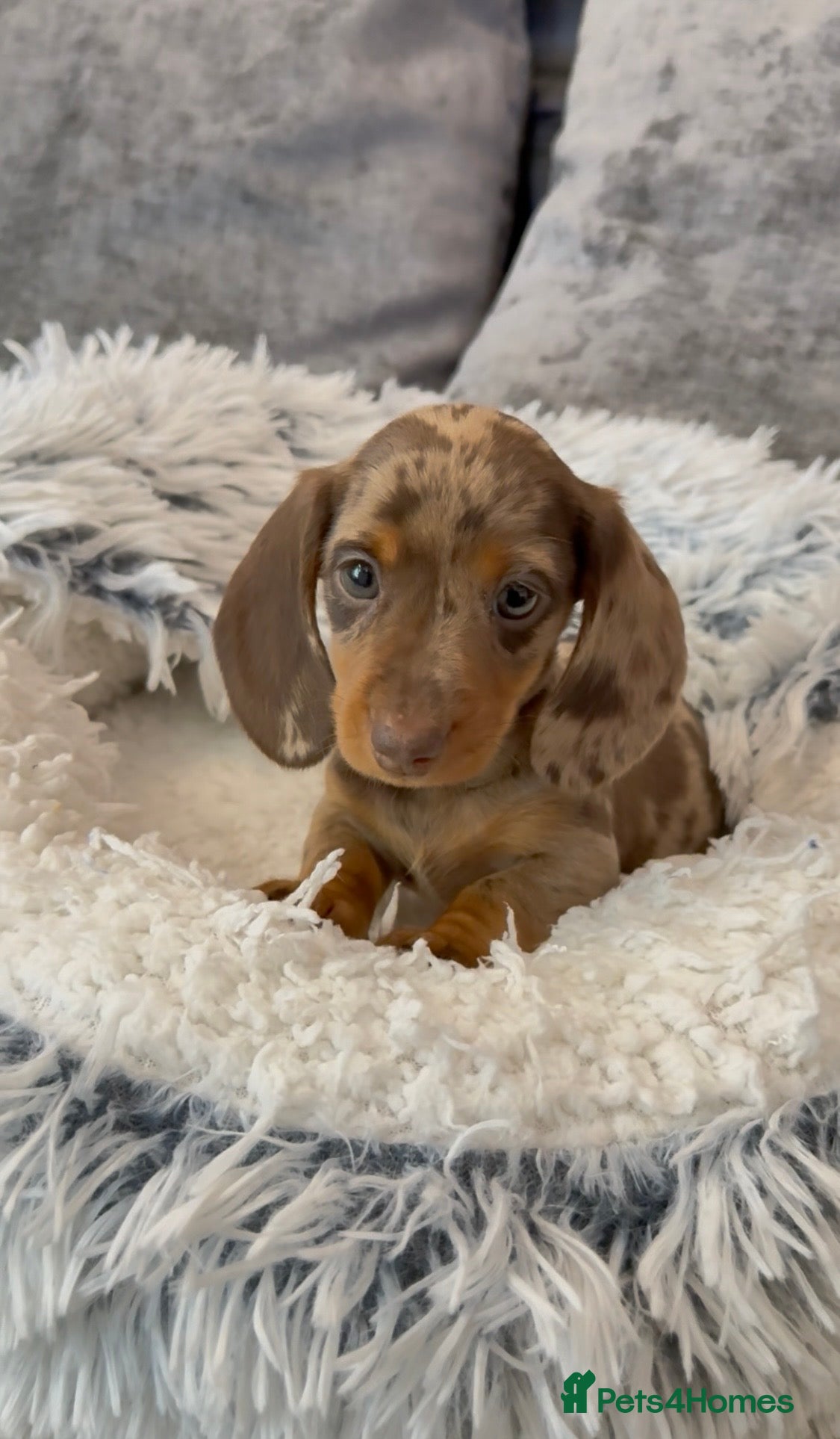 Miniature Dachshund dogs long & short hair miniature dashound puppy’s 4  💕 - Advert 2