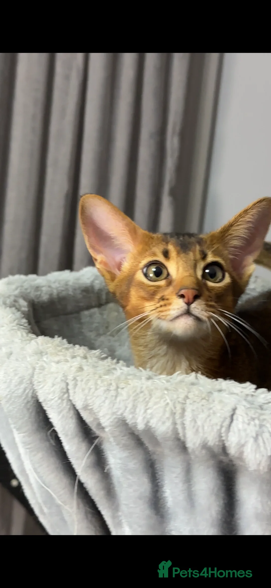 Abyssinian cats for sale: One boy left🤎Raised with Love Abyssinian Kittens - Advert 11