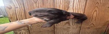 Cocker Spaniel Puppy 1