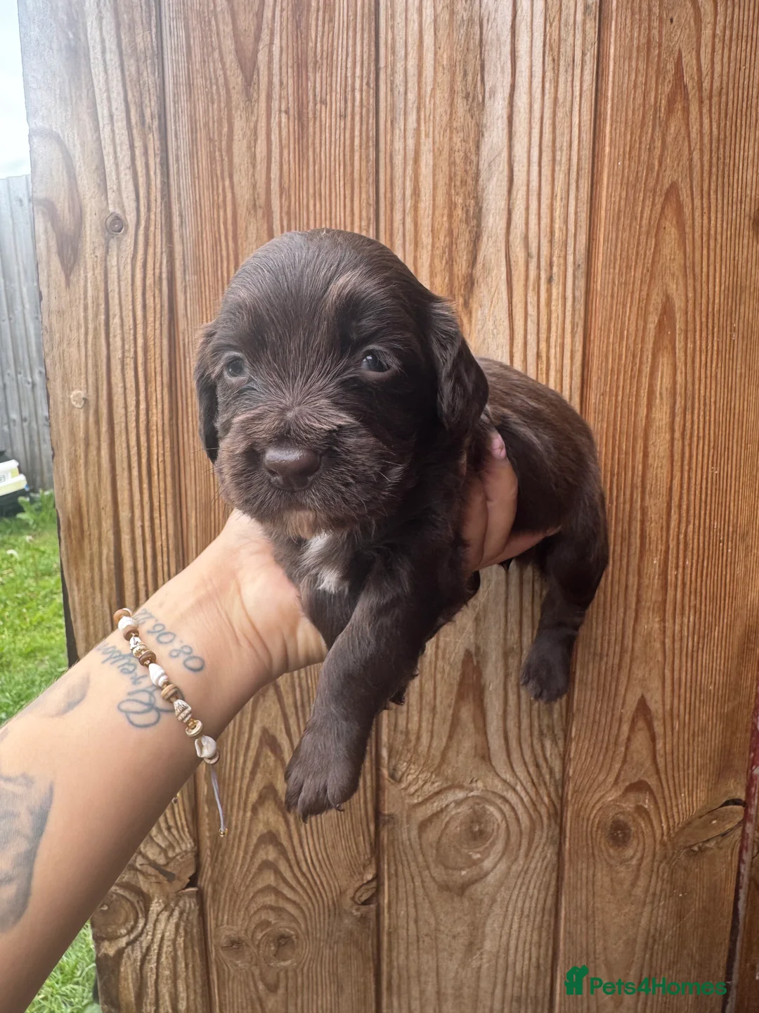 Cocker Spaniel dogs for sale: Stunning cover spaniel puppies  - Advert 6