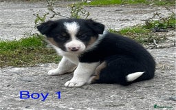 Border Collie dogs for sale: Collie puppies  - Image 4