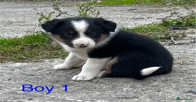 Border Collie dogs Collie puppies  - Advert 5