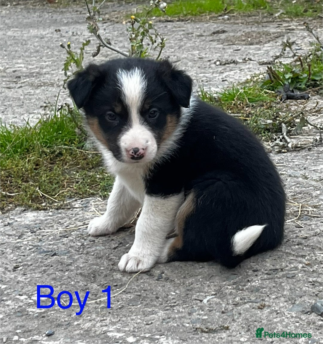 Border Collie dogs for sale: Collie puppies  - Image 4