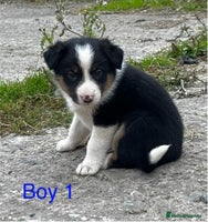 Border Collie dogs Collie puppies - Advert 2