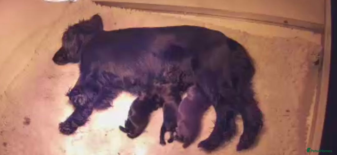 Cocker Spaniel dogs for sale: KC reg working cocker spaniel pup - Advert 6