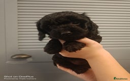 Cockapoo dogs for sale: Lovely cockapo puppies - Image 7