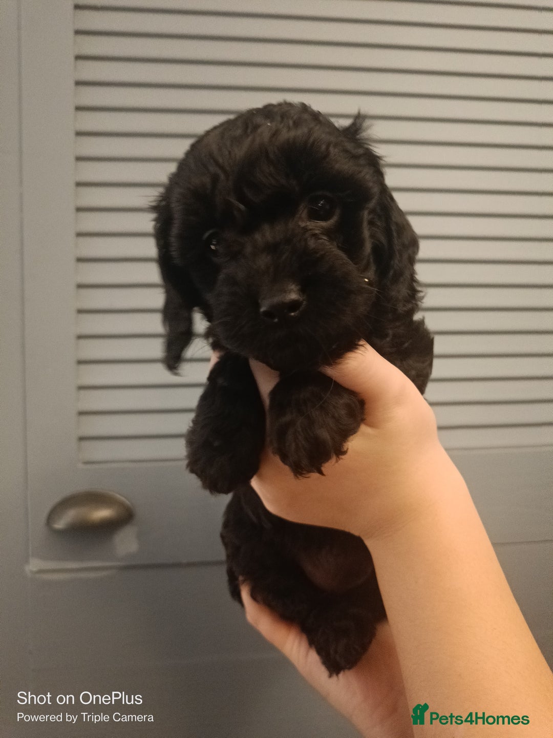 Cockapoo dogs for sale: Lovely cockapo puppies - Image 7