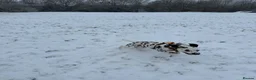 Dalmatian dogs for sale: Dalmation - Advert 9