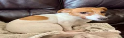 Jack Russell dogs for sale: Male Jack Russell Puppies – Ready 15th October in Caerphilly - Advert 7