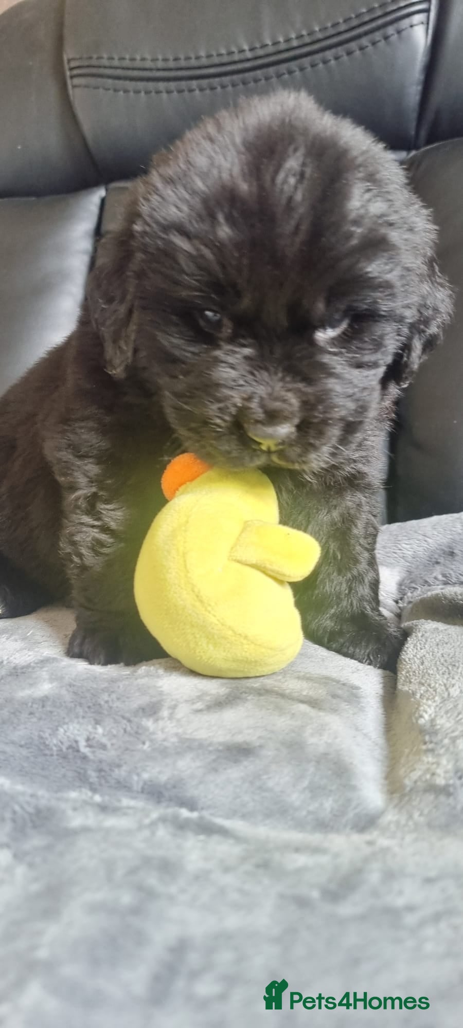 Newfoundland dogs Newfoundland pups for sale - Advert 3