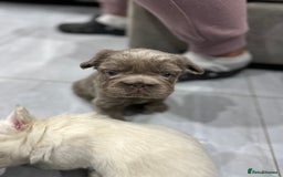 French Bulldog dogs for sale: Beautiful French bulldogs  - Advert 7