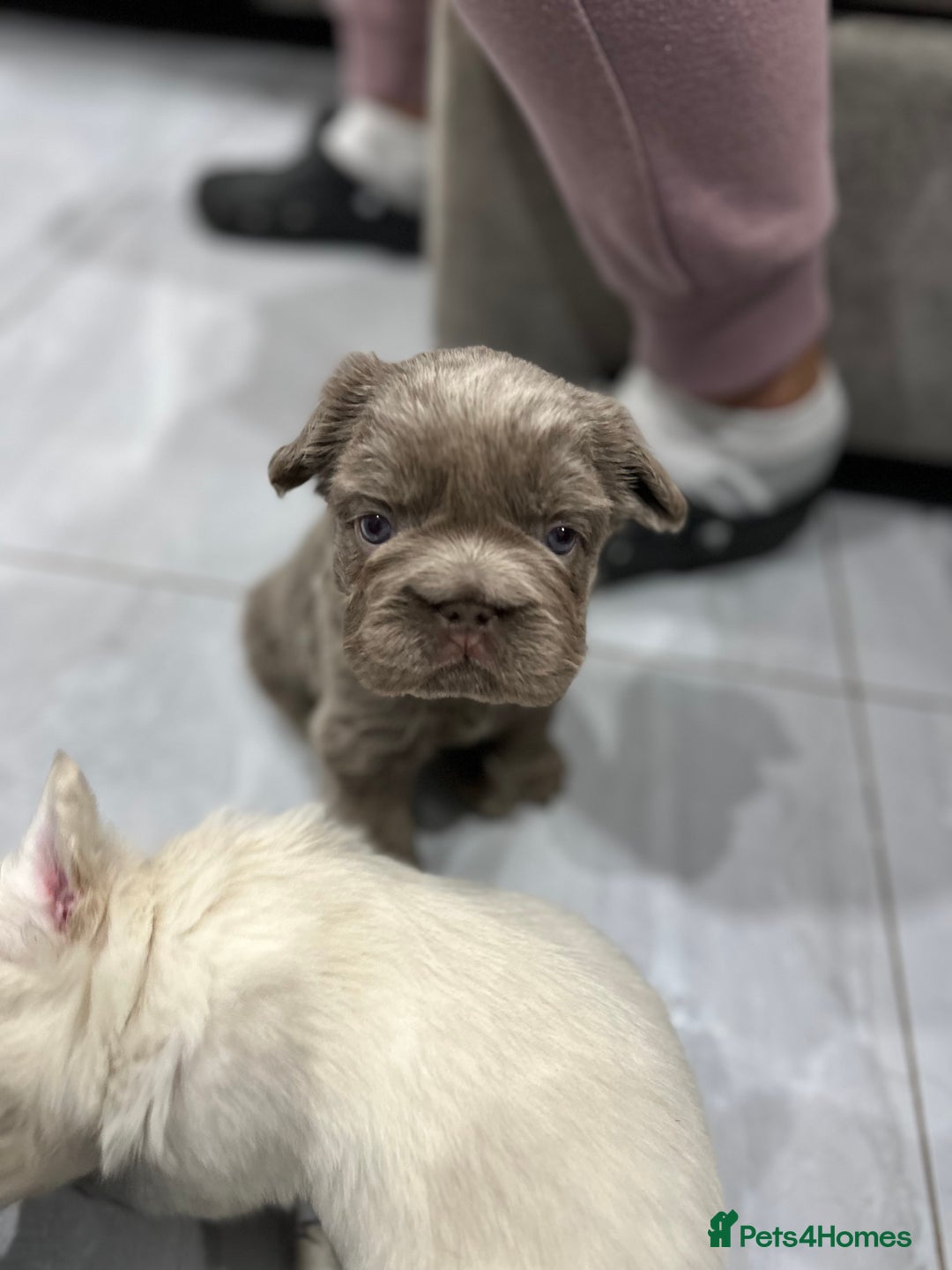 French Bulldog dogs for sale: Beautiful French bulldogs  - Advert 7