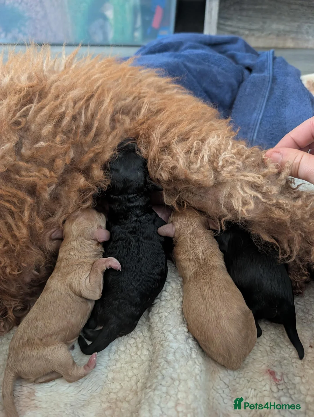 Cockapoo dogs for sale: Beautiful phantom cockapoo  - Advert 2