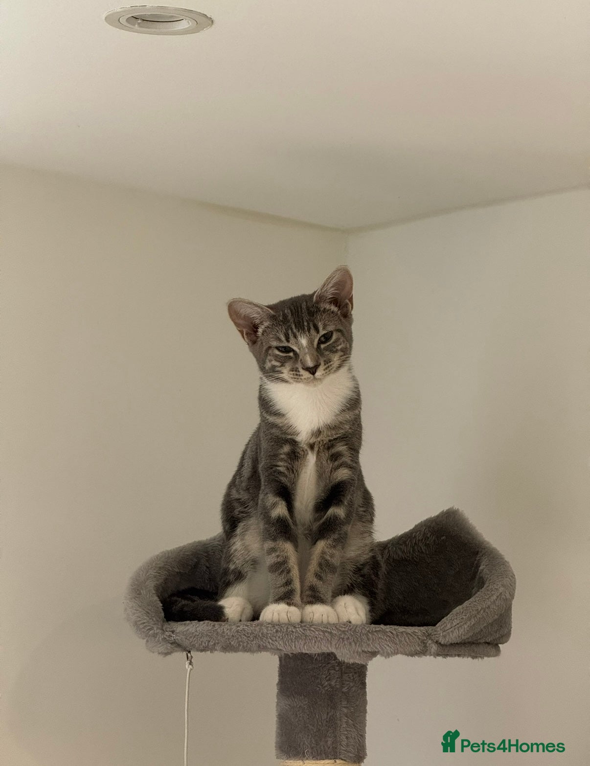 Domestic Shorthair cats Sweet Romi looking for loving home  - Advert 13